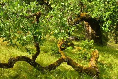 DSC_6804 (Large).JPG